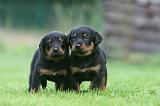 BEAUCERON - PUPPIES 377